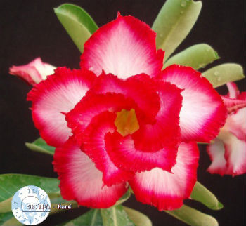(image for) Adenium Seeds \'Touching Heart\' (5 Seeds)